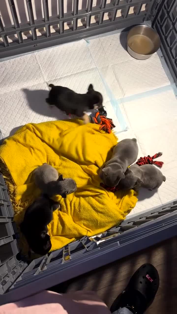 French Bulldog dogs for sale: French bulldog puppy  - Video 1