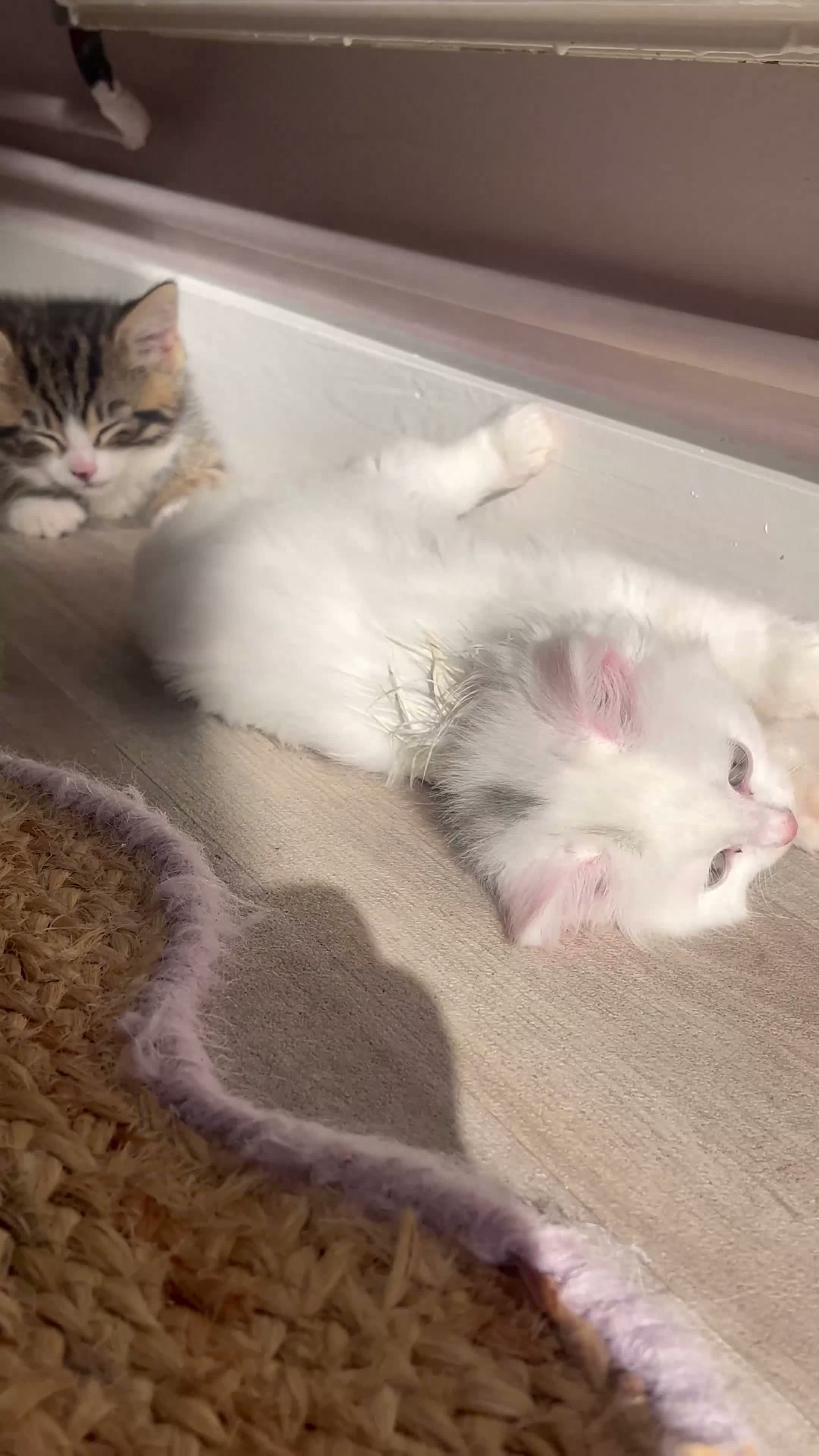 Turkish Angora cats for sale: Four Adorable Kittens!  - Video 1