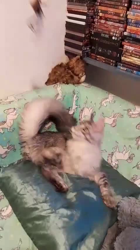 Maine Coon cats for sale: Polydactyl Black Silver girl/boy mainecoon TICA  - Video 1
