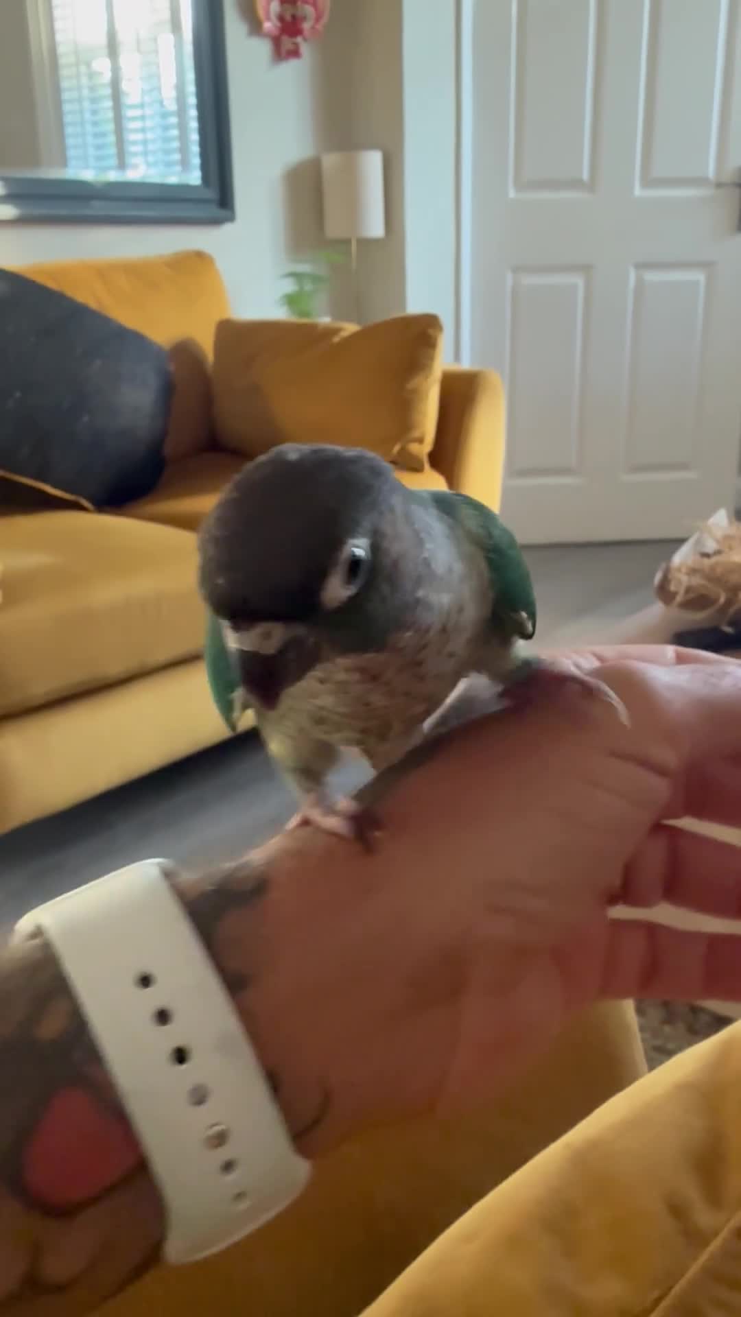 Conures birds for sale: Silly tame hand reared Green cheeked conures  - Video 1