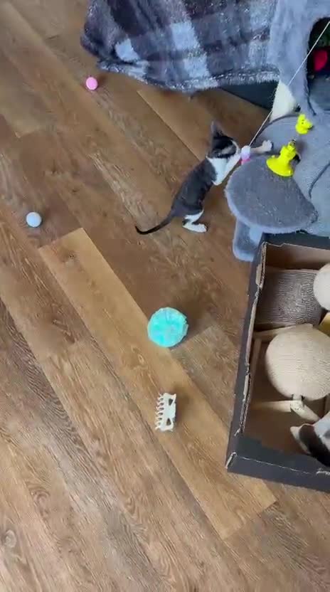 Cornish Rex cats for sale: Cornish Rex Kittens Ready to Reserve - Video 3