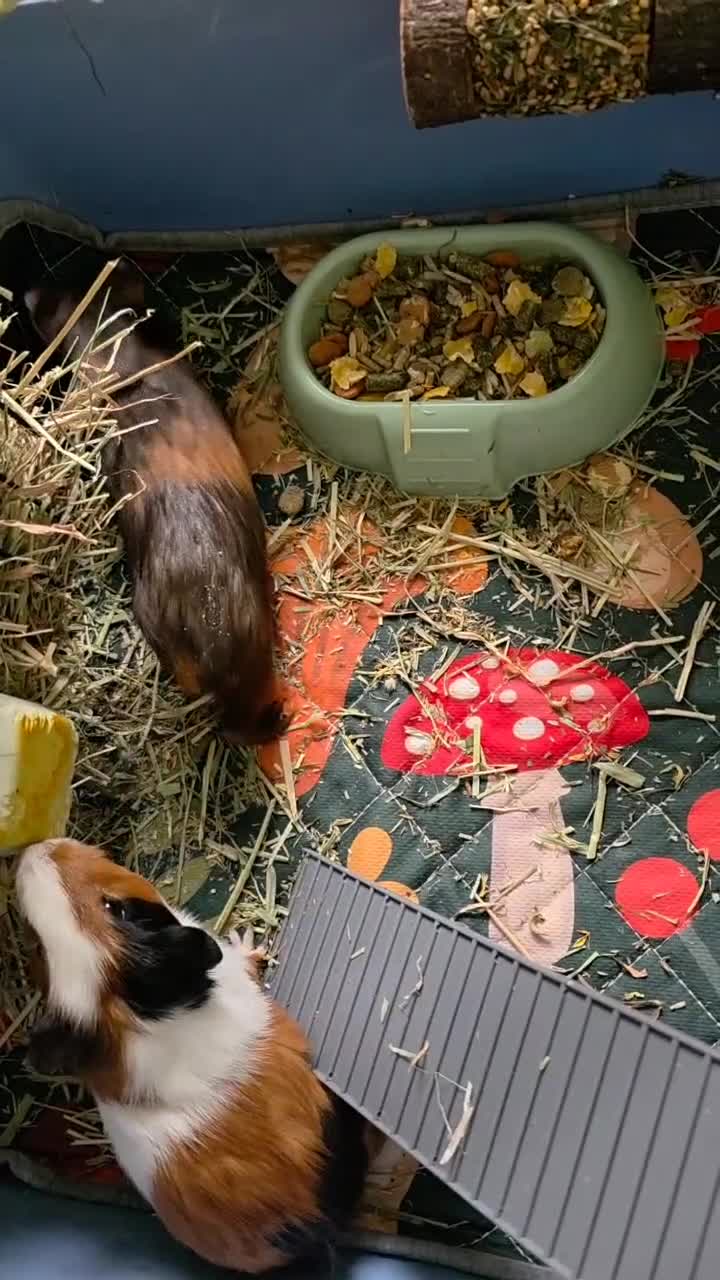 Guinea Pig rodents for sale: 2 Guinea Pig Brothers in London - Video 1