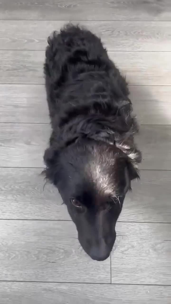 Mixed Breed dogs for adoption: POPPET-friendly&loving girl/clever/ affectionate  in Ruislip - Video 1