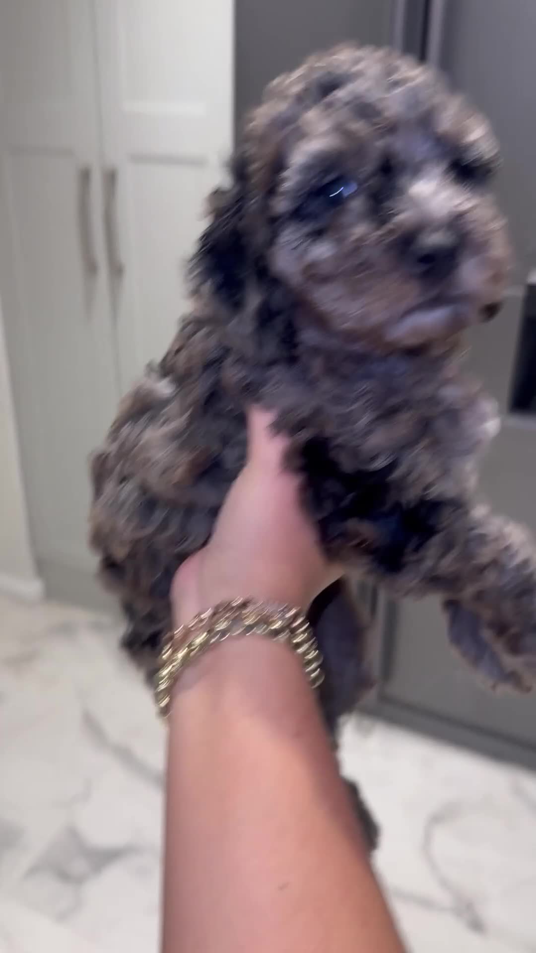Cockapoo dogs for sale: Cockerpoo FB1 ready to leave  **  Eve  - Video 1