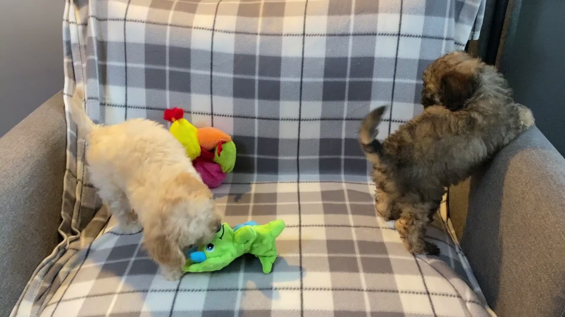 Cavapoo dogs for sale: 💖 Top Quality F1B Cavapoo Puppies DNA TESTED 💖 - Video 4
