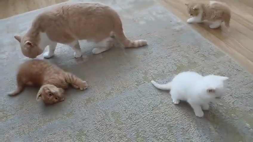 British Shorthair cats for sale: British Shorthair Kittens - Video 2