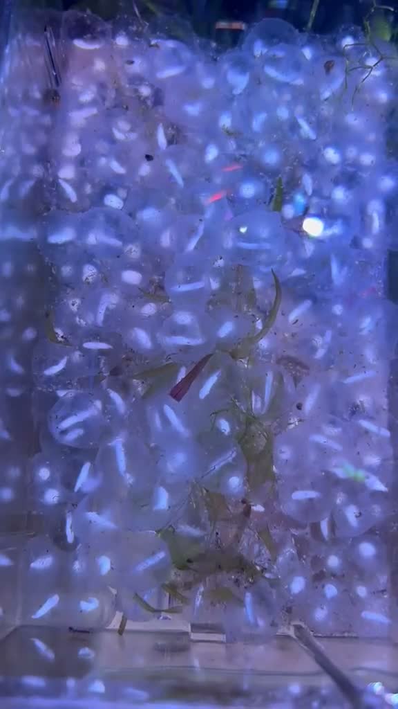 Axolotl reptiles for sale: Axolotl eggs - Video 1