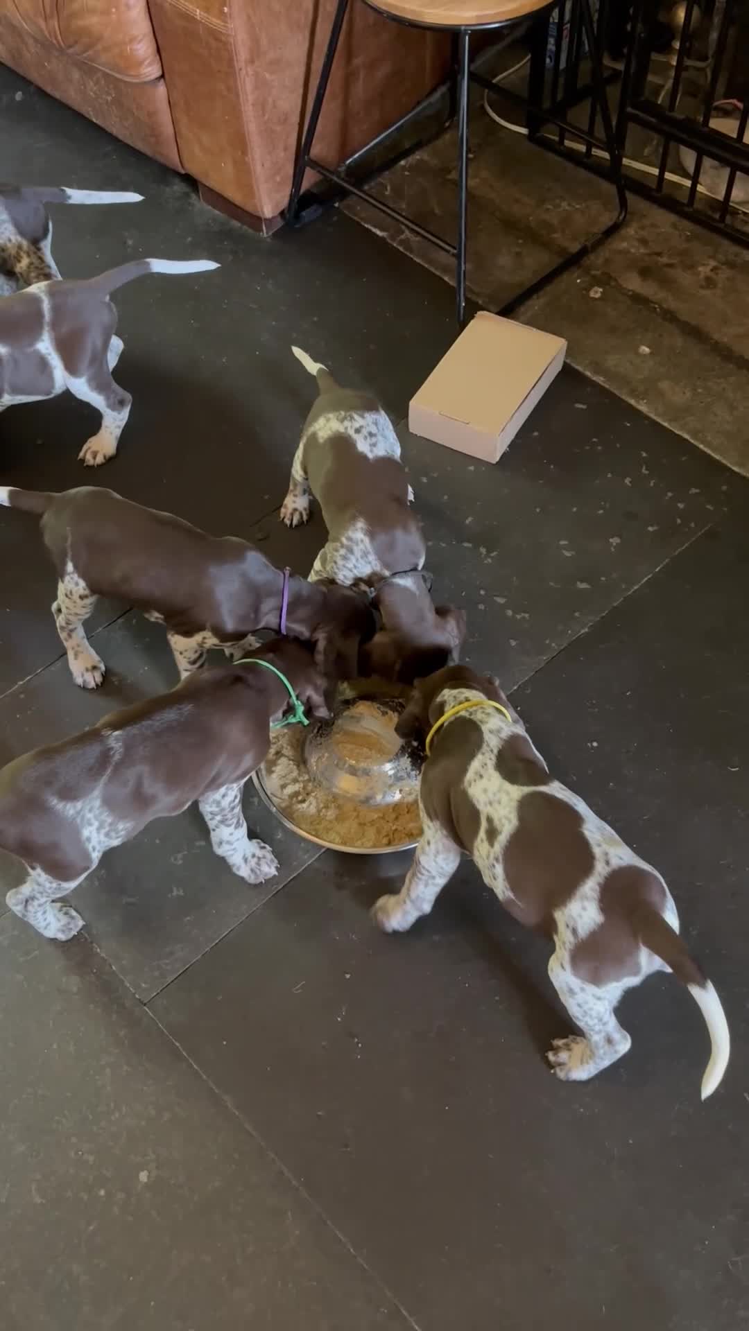 German Shorthaired Pointer dogs for sale: Healthy,Happy KC Registered GSP pups.  - Video 4