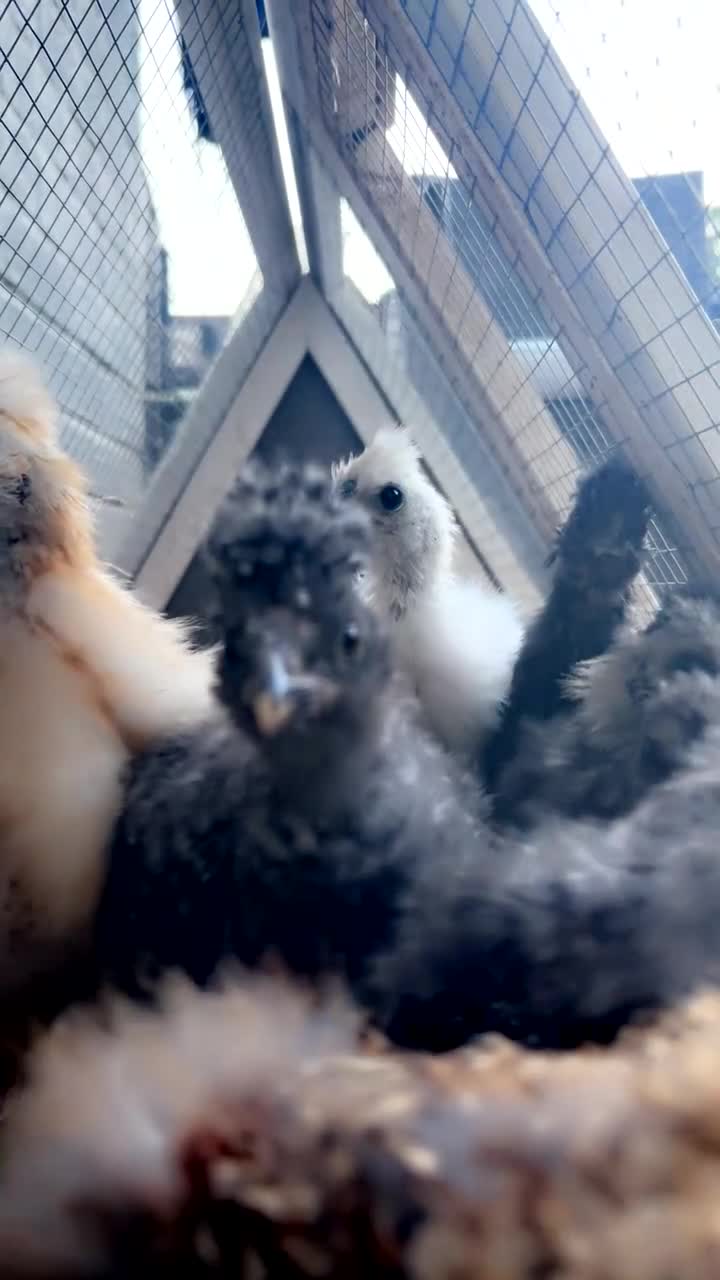 Chickens poultry for sale: USA Bearded silkie growers mixed colours  - Video 2