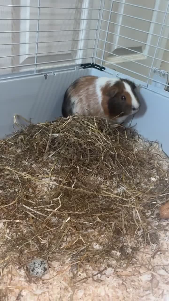 Guinea Pig rodents for sale: Male Guinea pig  - Video 2