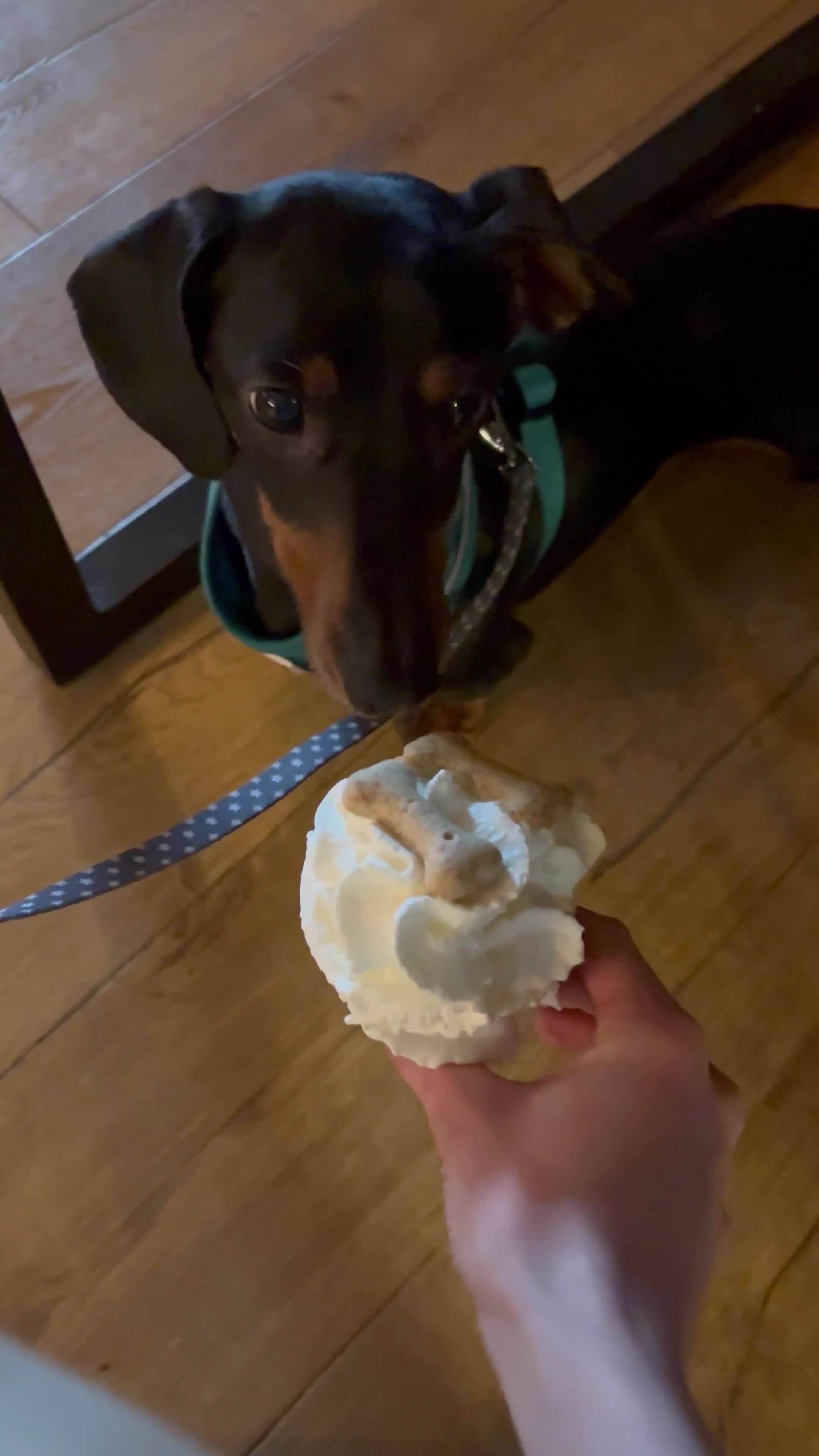 Miniature Dachshund dogs for stud: Slinky The Mini Sausage🖤🐶 - Video 1