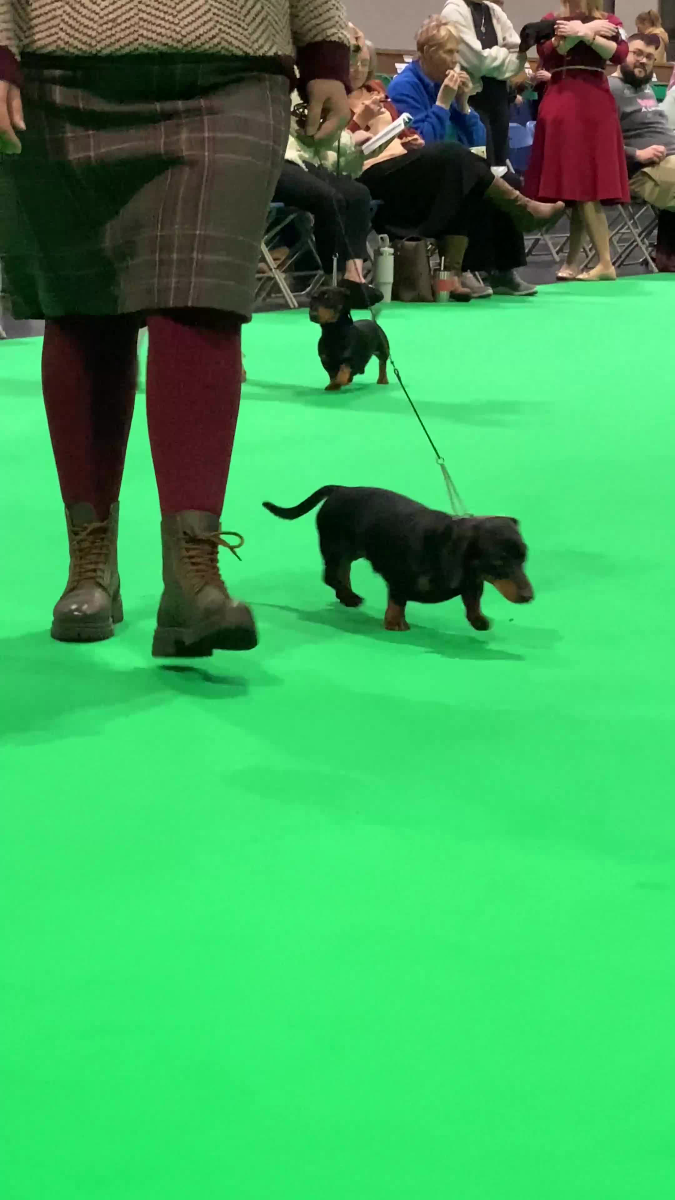 Miniature Dachshund dogs for sale: Miniature dachshund - Video 2