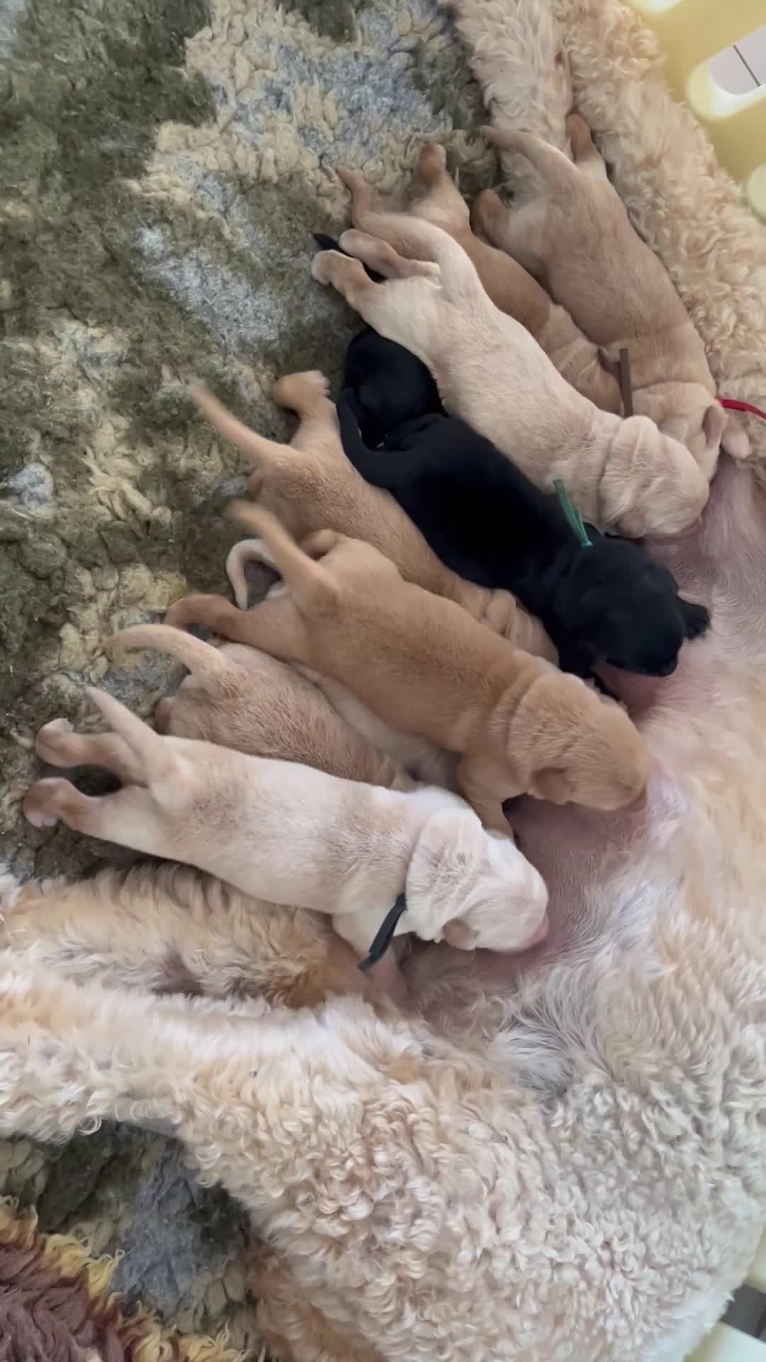 Goldendoodle dogs for sale: Goldendoodle x Aussiedoodle READY TO LEAVE in Doncaster - Video 1