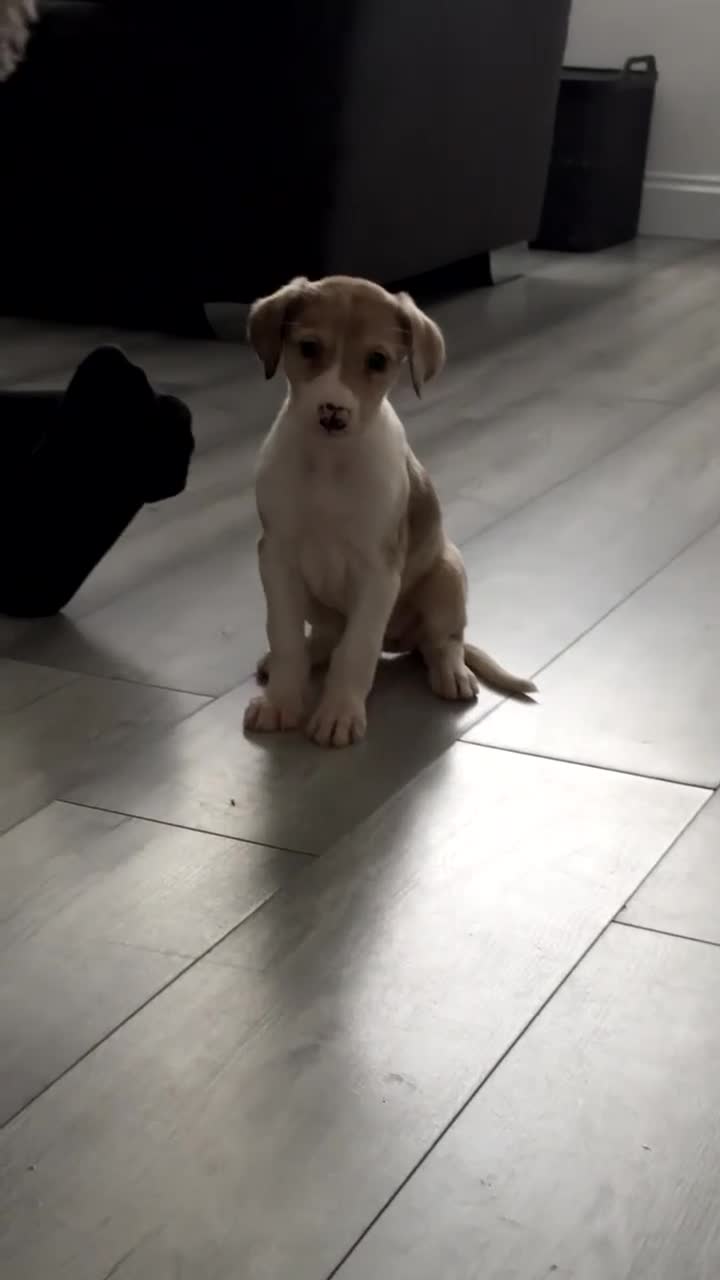 Lurcher dogs for sale: Collie Lurcher  - Video 1