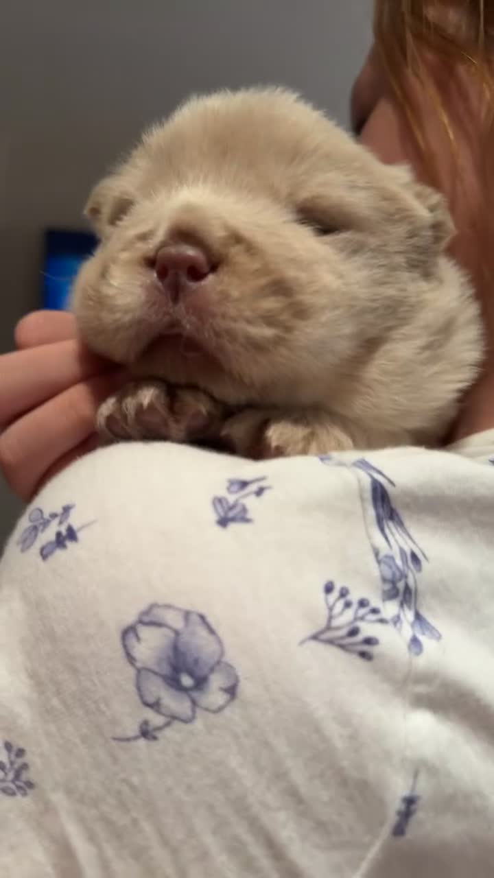 Chow Chow dogs for sale: 🔥 UK best Lilac platinum 🧸 chow chows KC  - Video 5