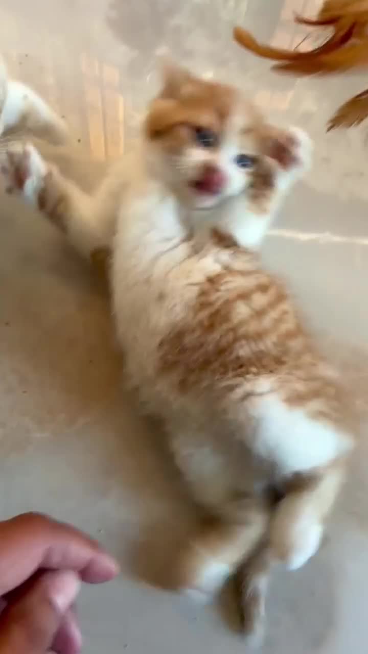 British Shorthair cats for sale: Stunning British Shorthair Kittens Ready Now! - Video 4