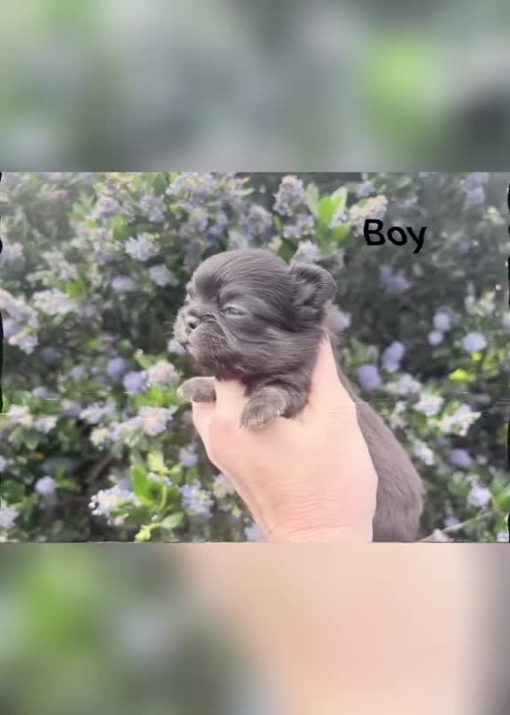 Chihuahua dogs for sale: Exquisite long coat chihuahuas  - Video 2