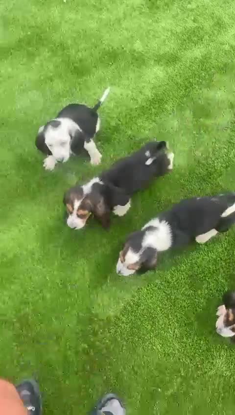 Basset Hound dogs for sale: Basset hound puppies for sale - Video 1