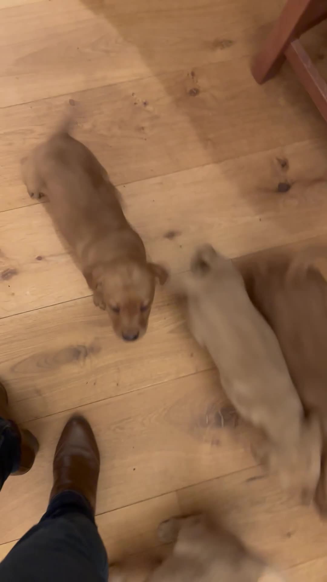 Labrador Retriever dogs for sale: Stunning Fox red labradors - Video 2