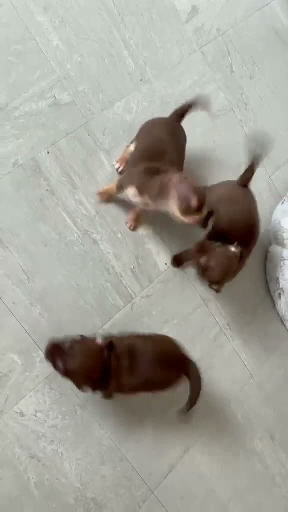 Chihuahua dogs for sale: Mrs McNally  - Video 2