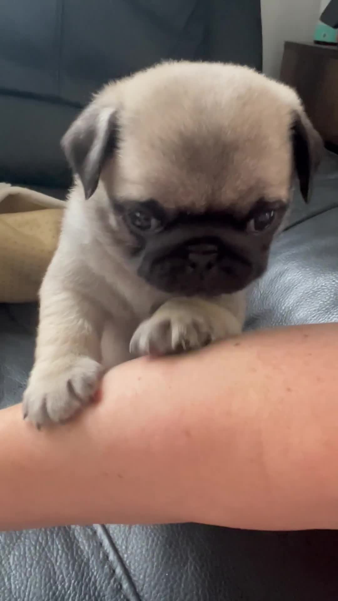 Pug dogs for sale: 1 pug (shug) who was reserved has became available - Video 2