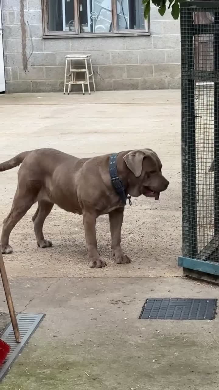 Cane Corso dogs for sale: Female Cane corso for sale - Video 1