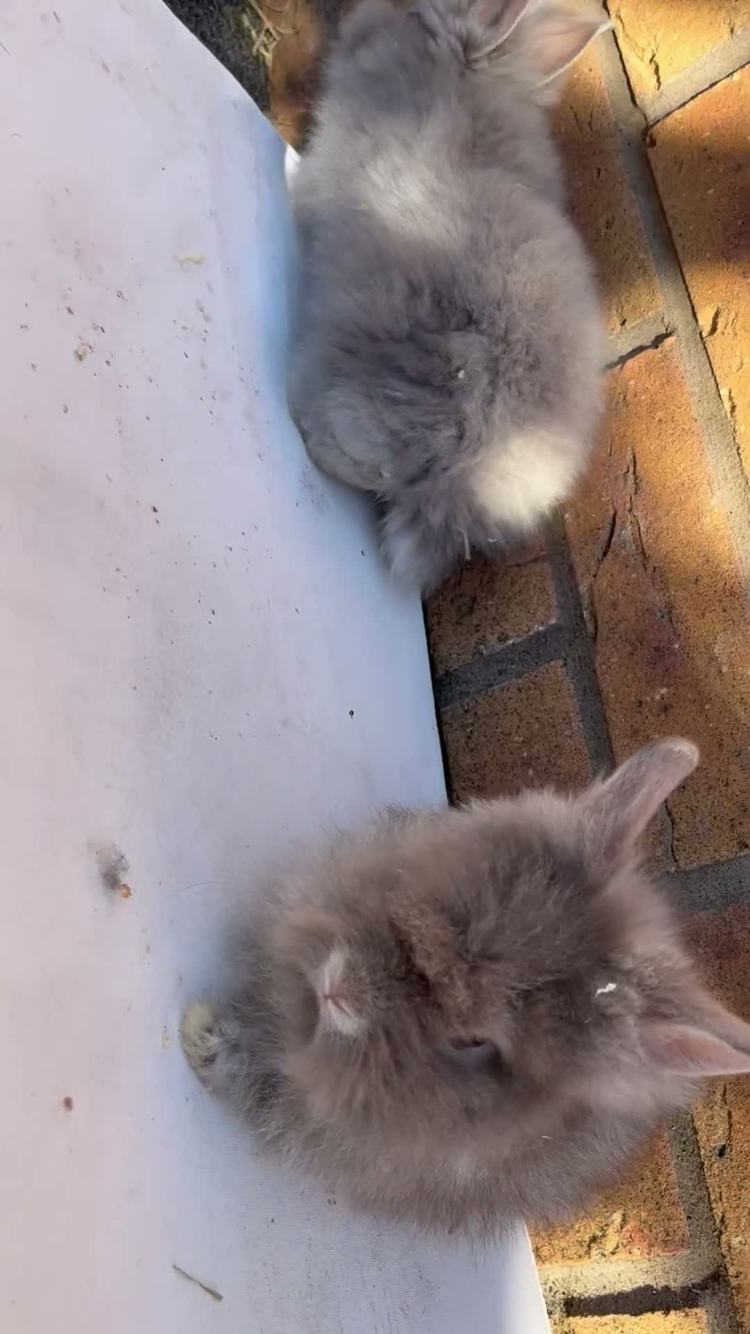 Lionhead rabbits for sale: 🐰 Full Double Main Lionhead Bunnies 🐰  - Video 2