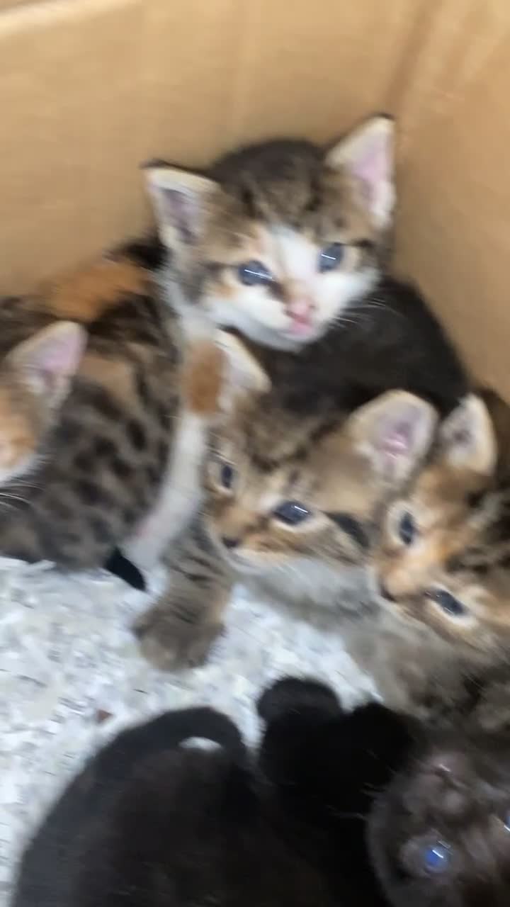 Mixed Breed cats for sale: 6 kittens ready to go to their forever homes  - Video 1