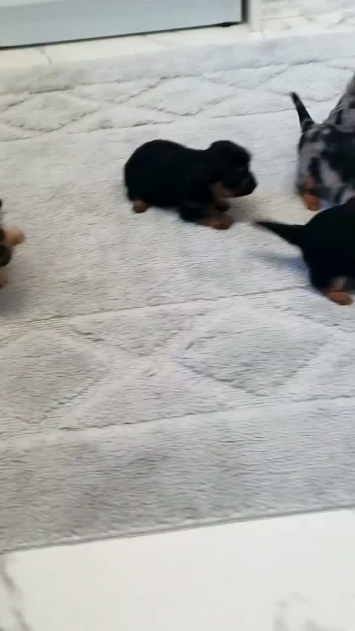 Mixed Breed dogs for sale: For Sale  - Video 1