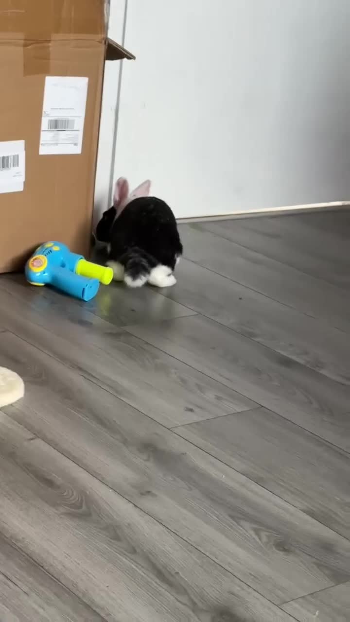 Mixed Breed rabbits for sale: Oreo  - Video 1