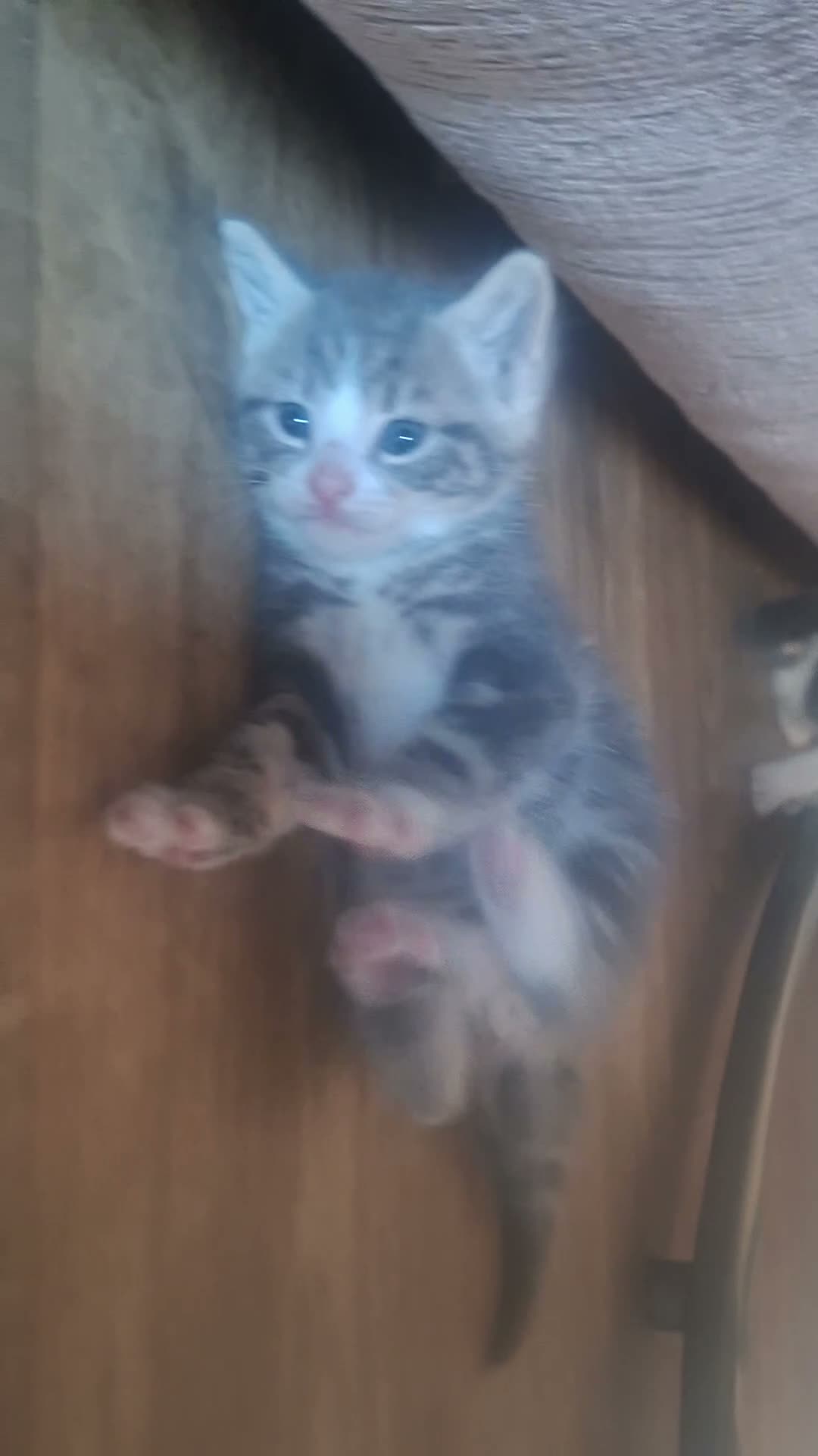 Mixed Breed cats for sale: Kittens in Doncaster - Video 1