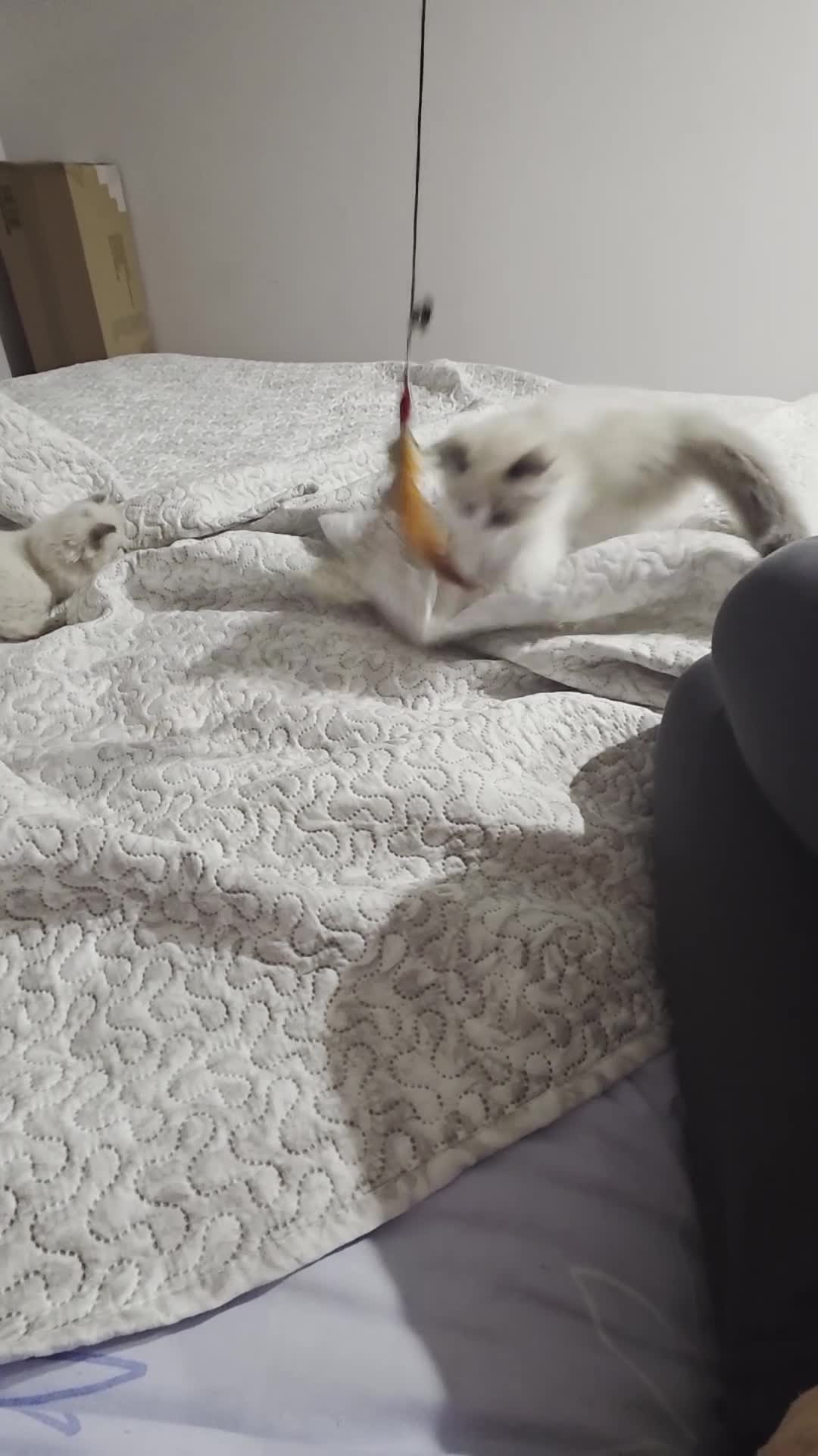 Ragdoll cats for sale: Ragdoll - Video 1