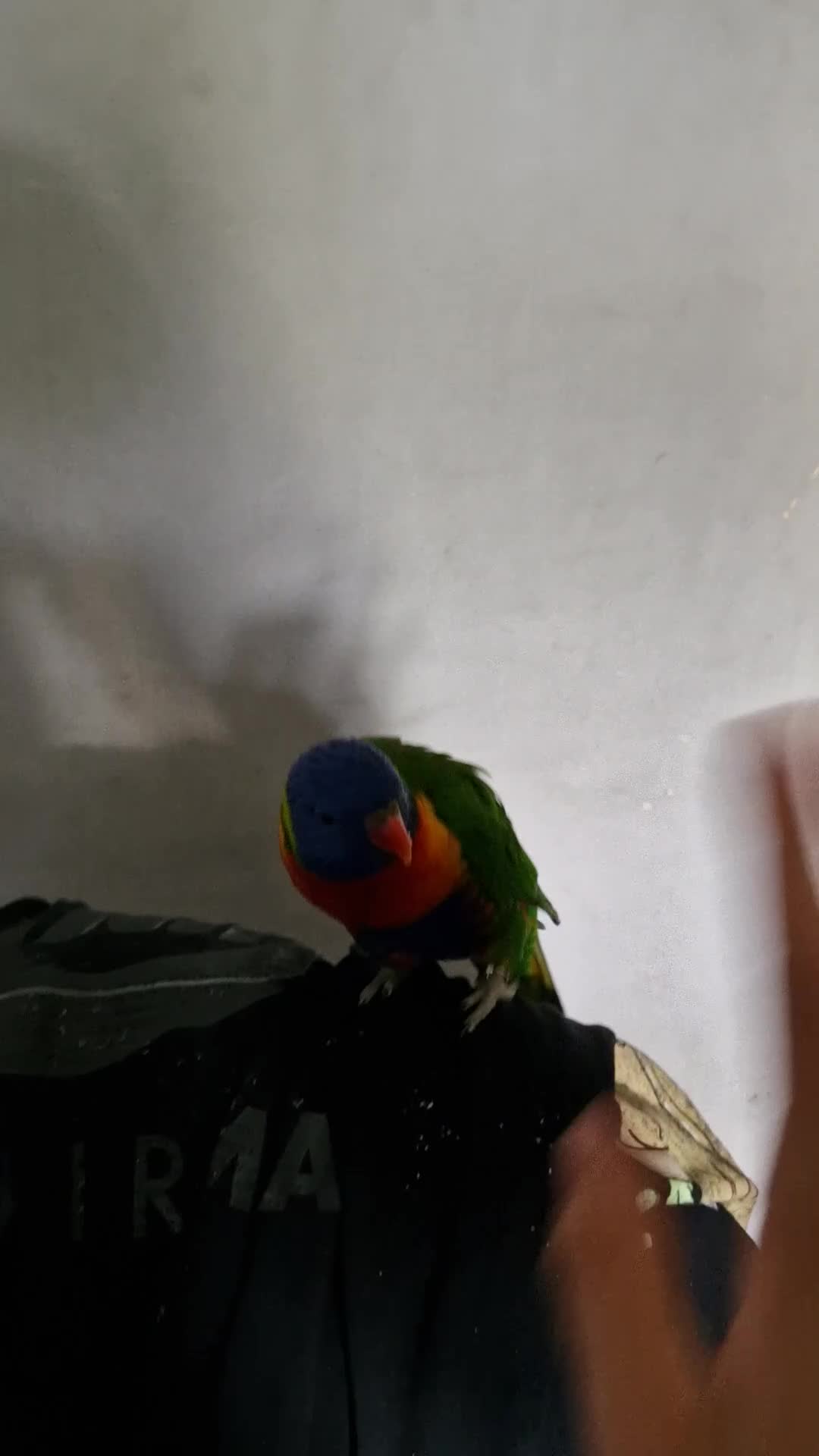 Lorikeets birds for sale: Rainbow lorikeet for sale - Video 1