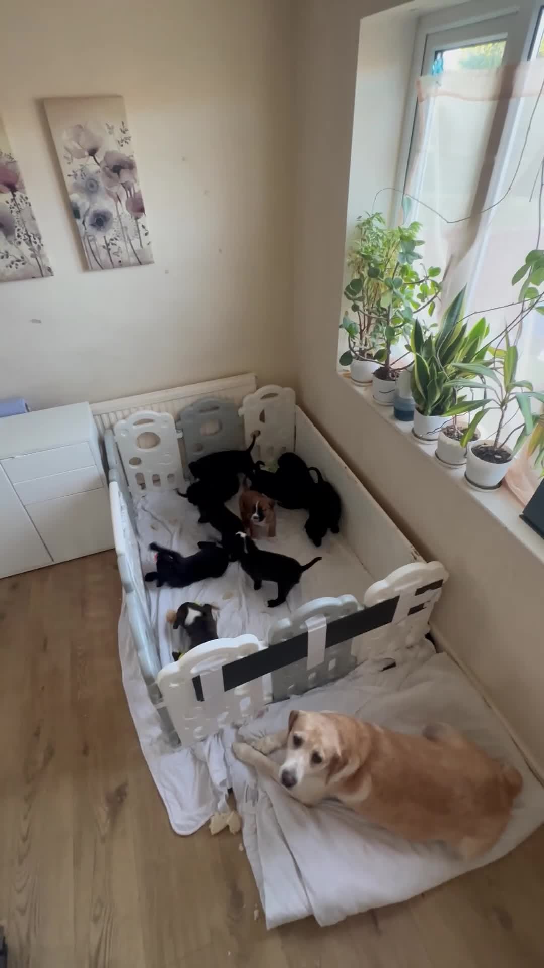 Mixed Breed dogs for sale: Lab- Cane Corso Puppies Looking for Loving Homes  - Video 2