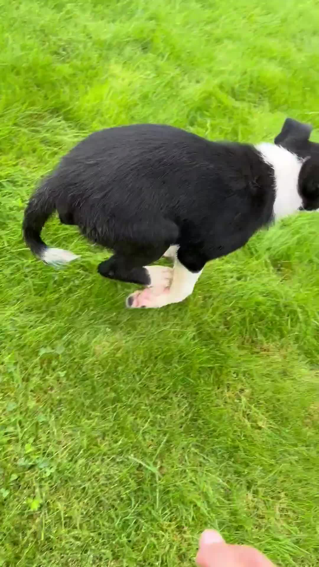 Border Collie dogs for sale: Border collie pups 🐶  - Video 1