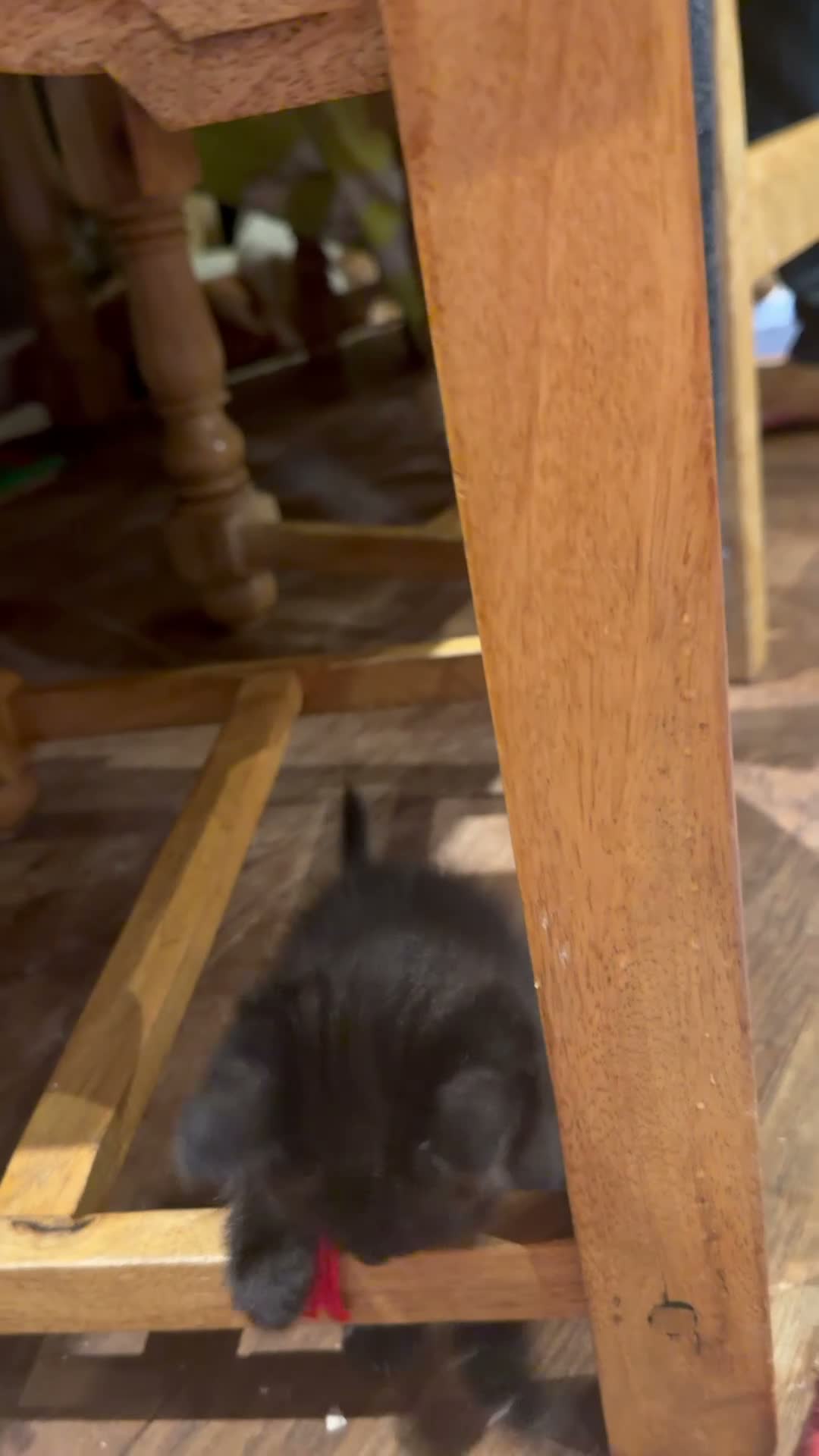Birman cats for sale: Gorgeous Birman MixKittens Beautiful Personalities - Video 1