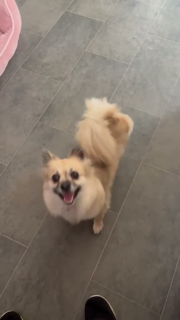 Pomchi dogs for sale: Beautiful pomchi female  - Video 3