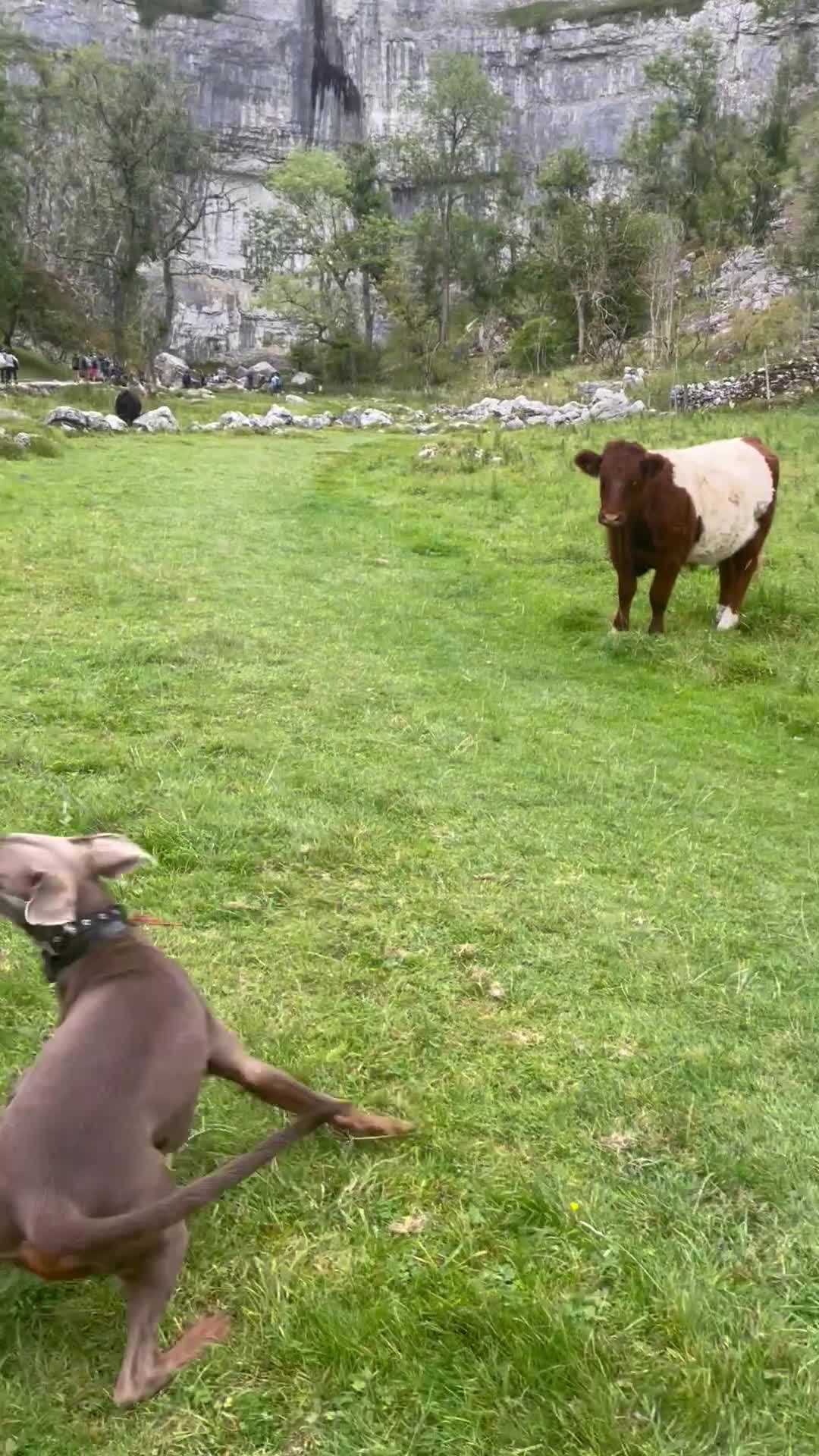 Dobermann dogs for stud: Charming Isabella Dobermann Pincher for Stud - Video 3