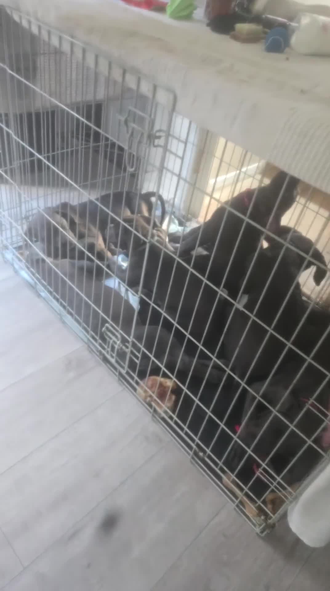 Cane Corso dogs for sale: 6 cane corsi in Purley - Video 2