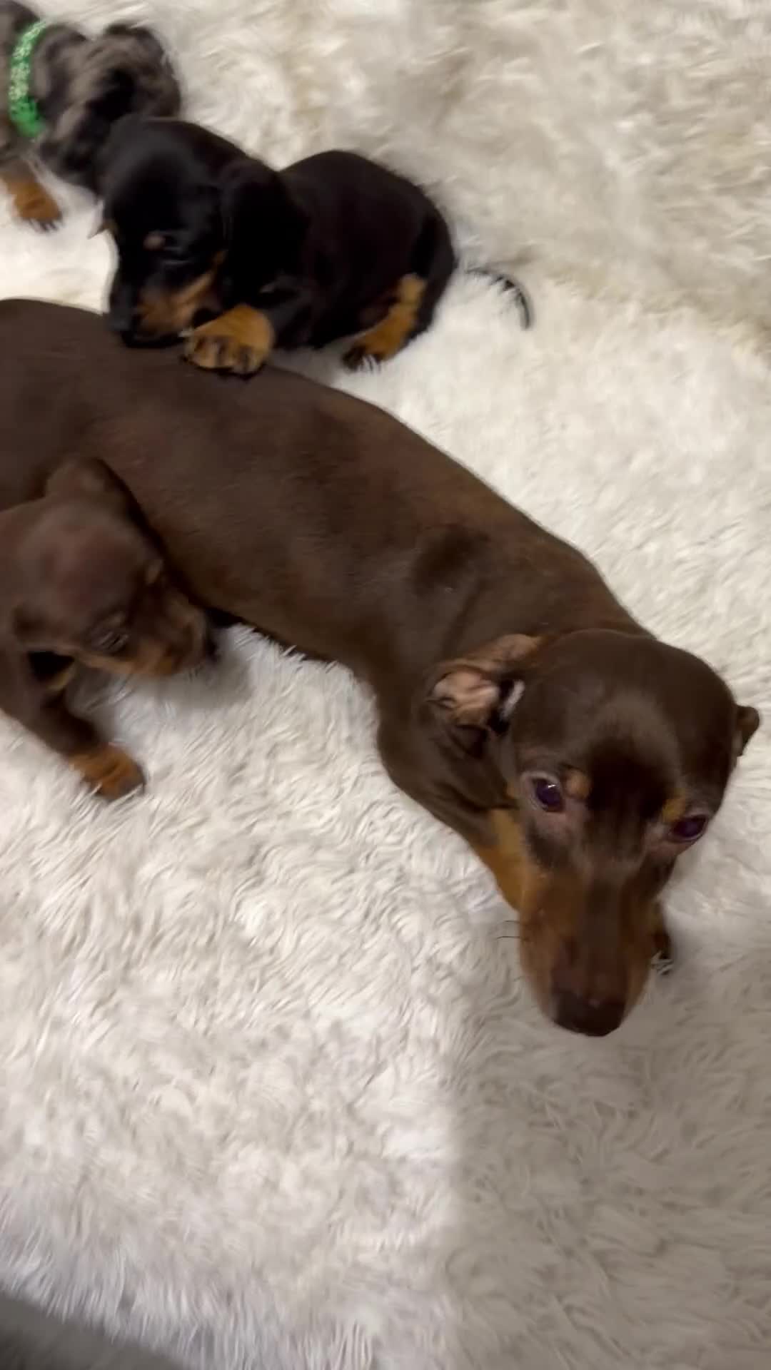 Miniature Dachshund dogs for sale: Miniature Dachshund Puppies  - Video 1