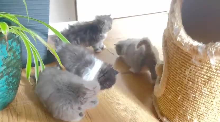 Persian cats for sale: Beautiful fluffy kittens very affectionate  - Video 1