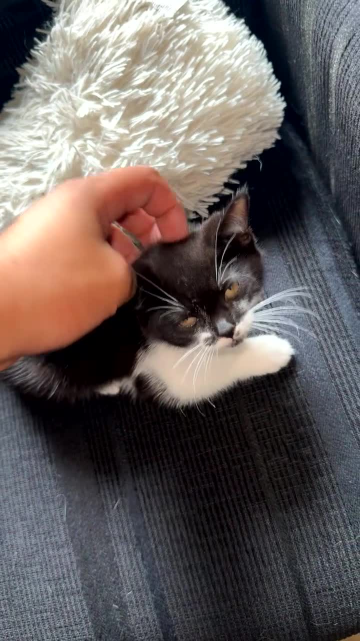 Mixed Breed cats for sale: 3 Kittens (2F 1M)   1/2 British shorthair  in Birmingham - Video 1