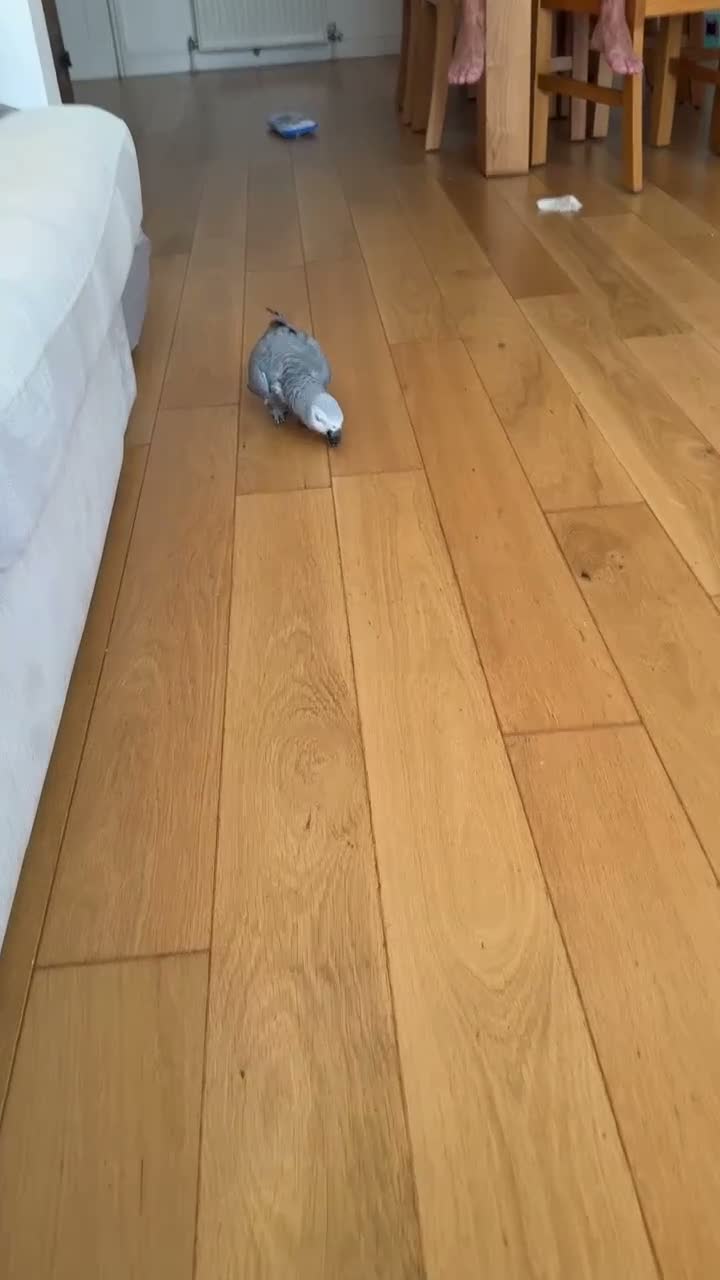 Parrots birds for sale: African Grey aka “Ollie”  in Dover - Video 1