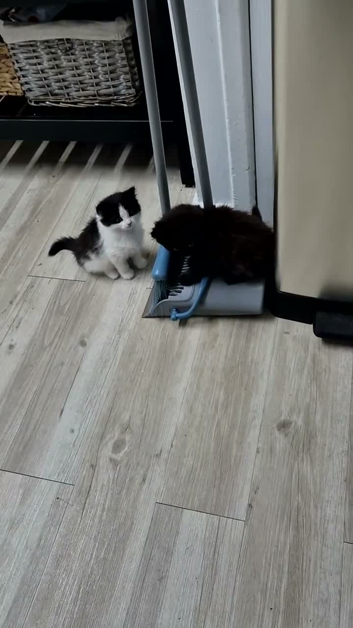 Mixed Breed cats for sale: Beautiful Kittens - Video 3