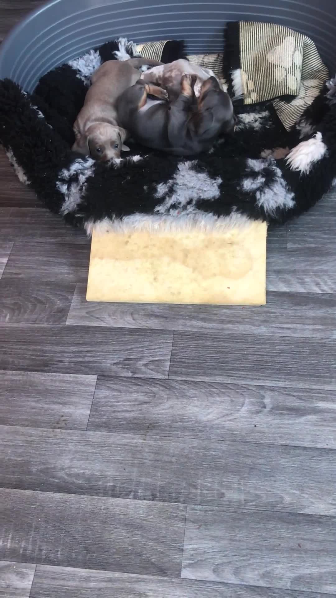 Miniature Dachshund dogs for sale: Magnificent dachshund puppies for sale  - Video 1