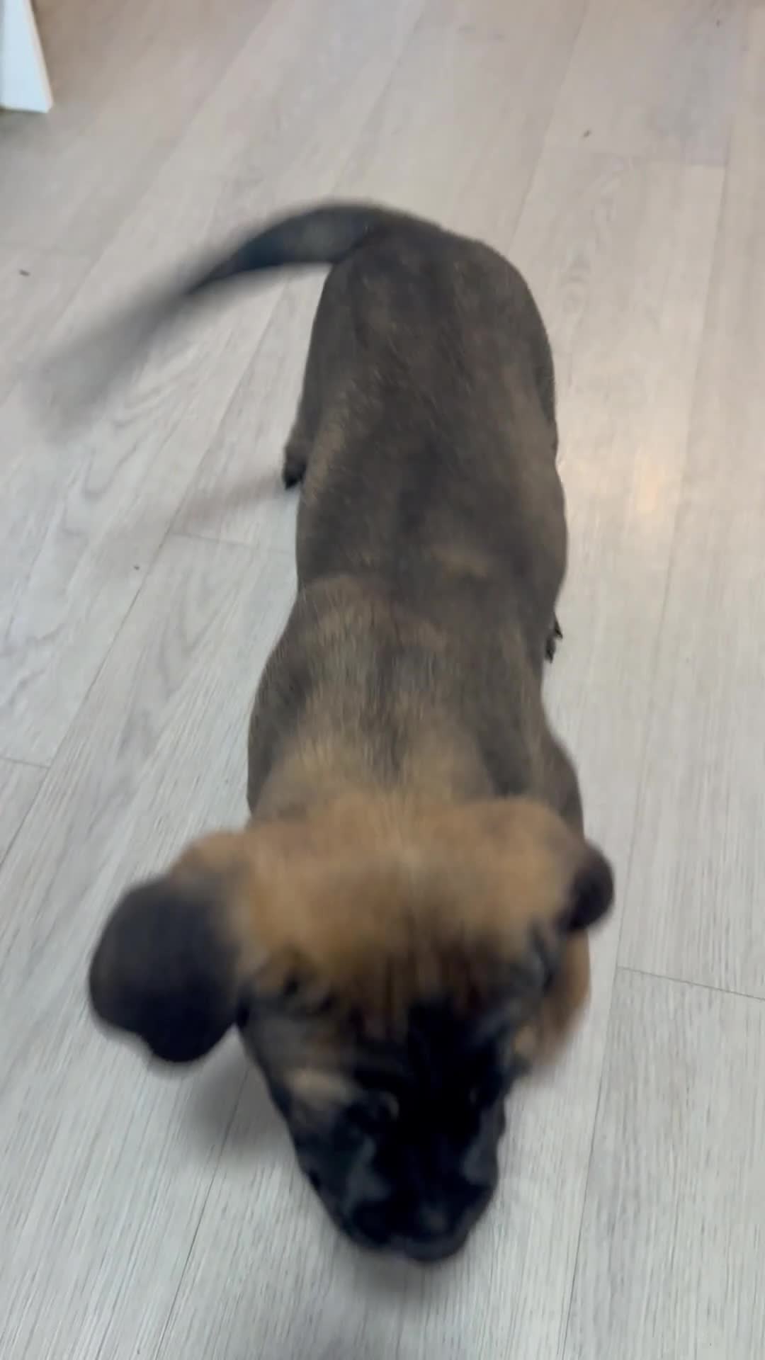 Cane Corso dogs for sale: Ready now 4 beautiful caneCorso pups - Video 2