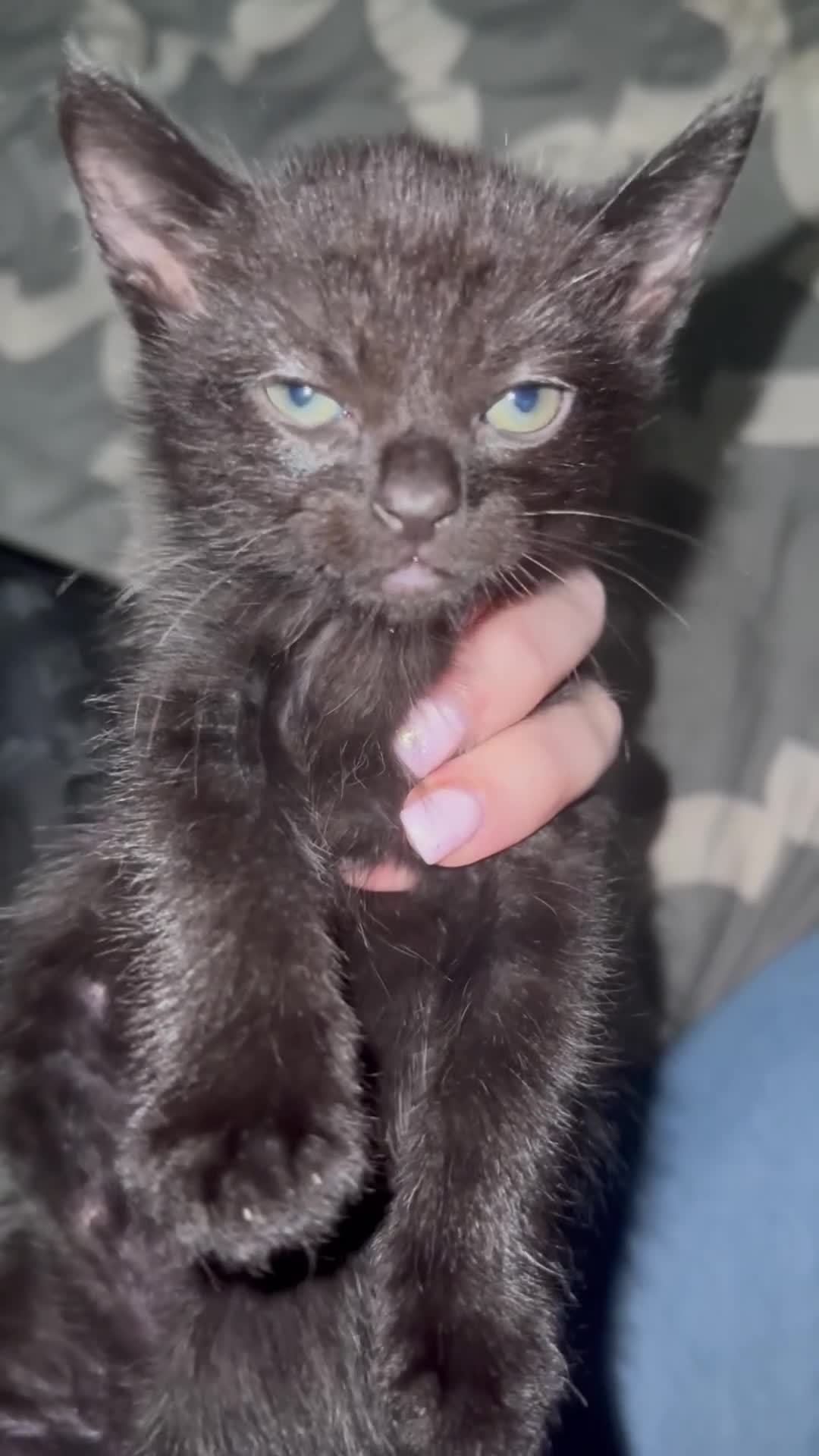Mixed Breed cats for sale: Kitten  - Video 1