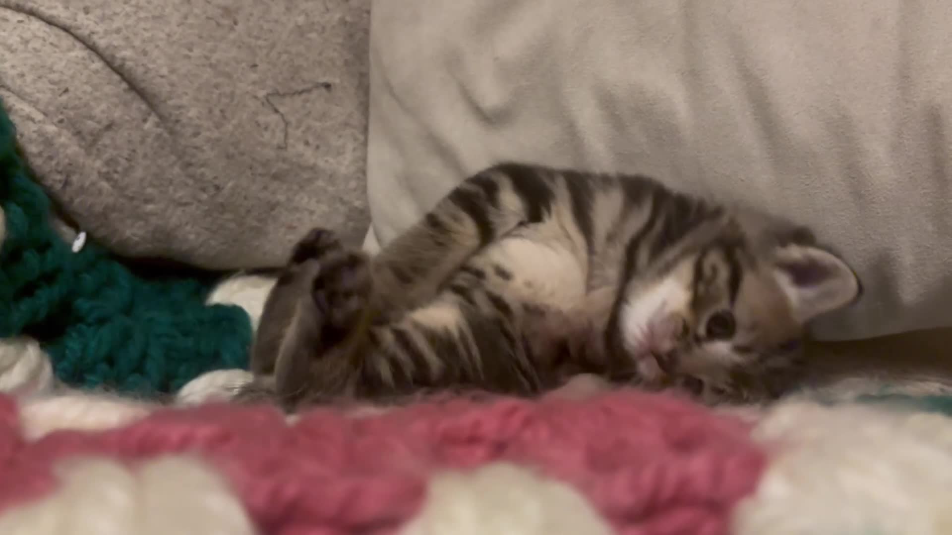 Domestic Shorthair cats for sale: Beautiful kittens looking for their forever homes - Video 3