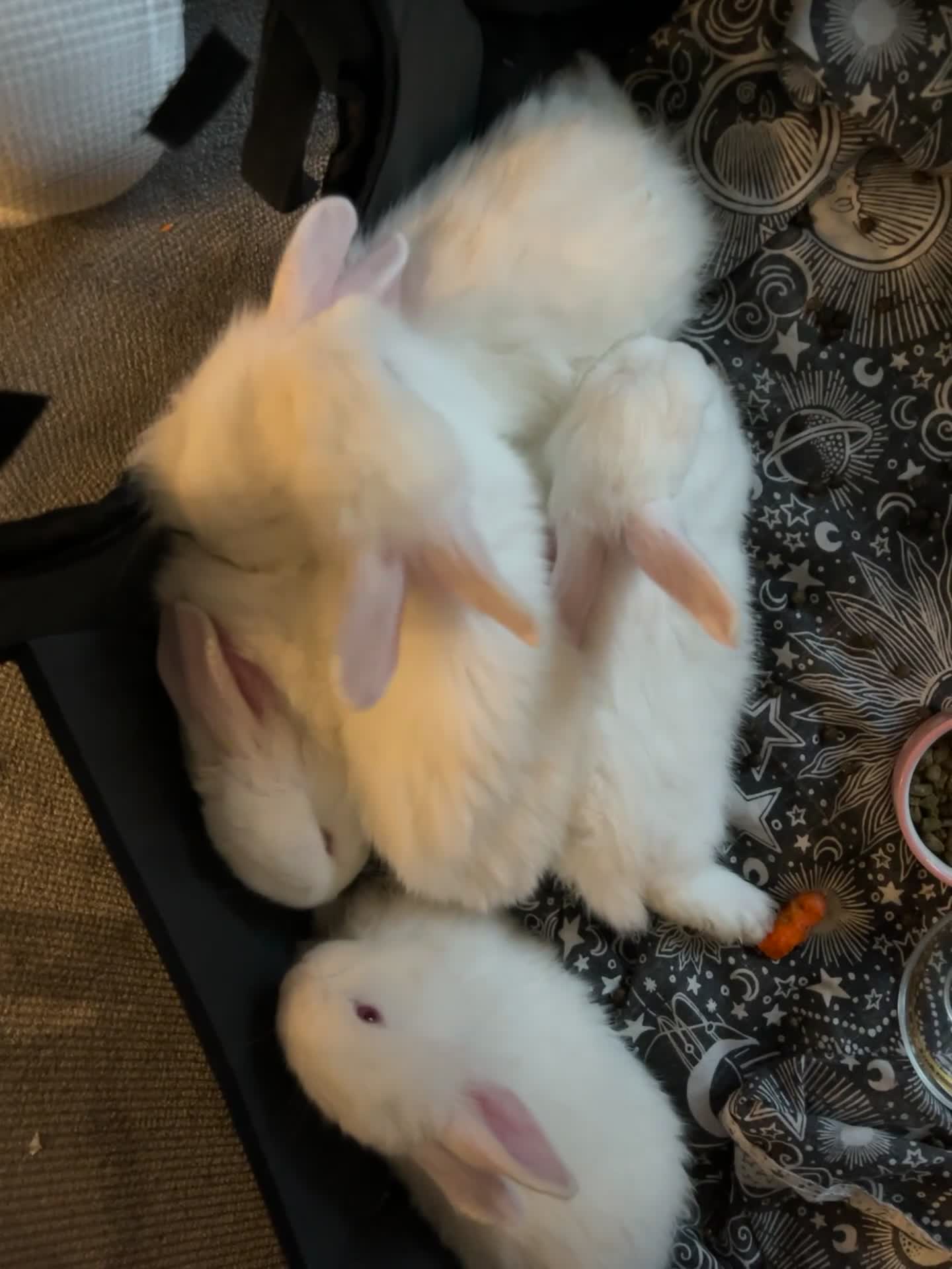 Blanc De Bouscat rabbits for sale: Baby rabbits for sale - Video 4