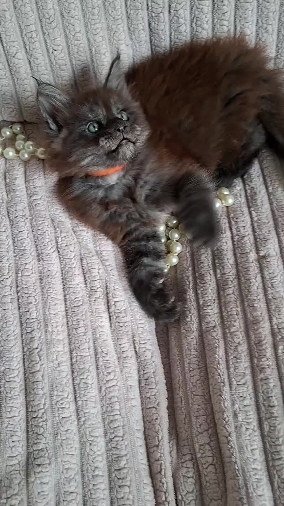 Maine Coon cats for sale: 3 Beautiful Maine coons  - Video 1